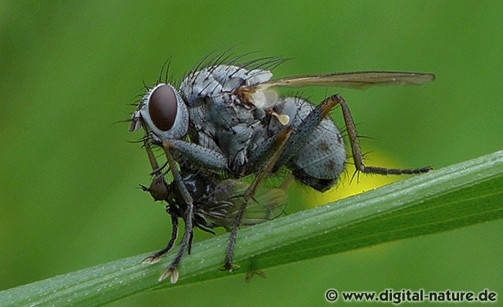 Kleine Raubhausfliege Coenosia tigrina