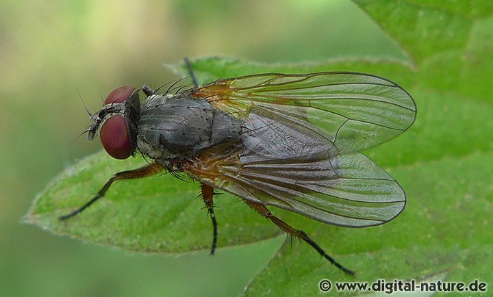 Fannia lustrator
