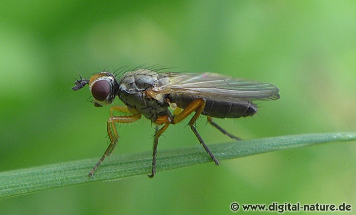 Dungfliege Nanna cf. flavipes