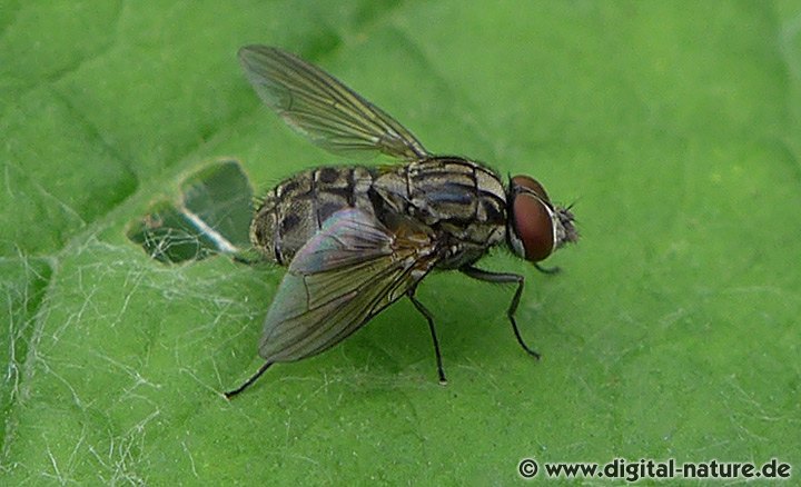 Große Weidestechfliege Haematobosca stimulans