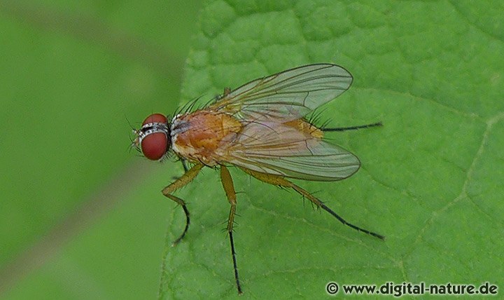 Fliege Achanthiptera rohrelliformis