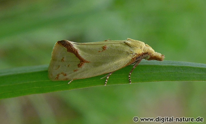 Wickler Agapeta hamana