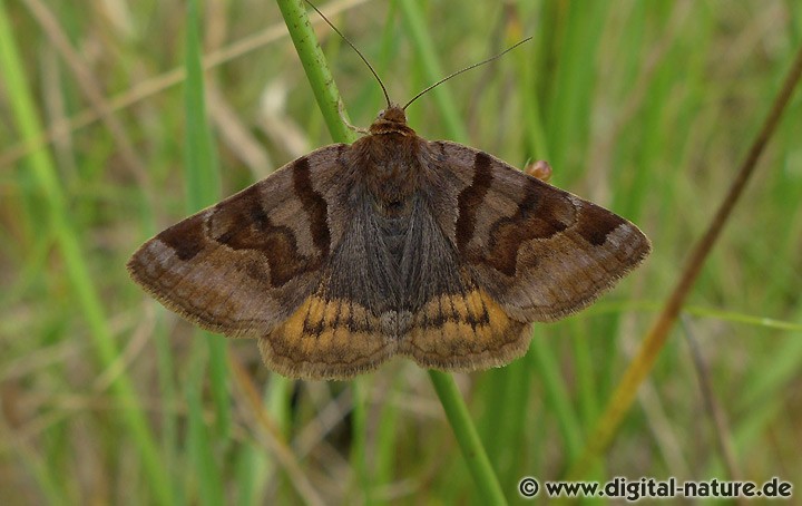 Braune Tageule Euclidia glyphica