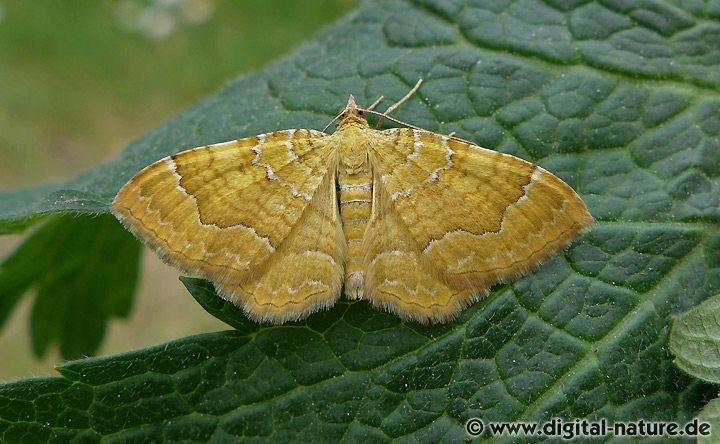 Brennnnesselspanner Camptogramma bilineata