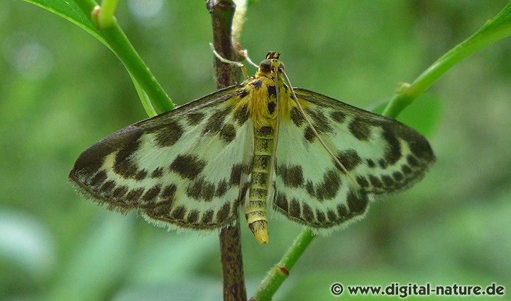 Brennnesselzünsler Anania hortulata