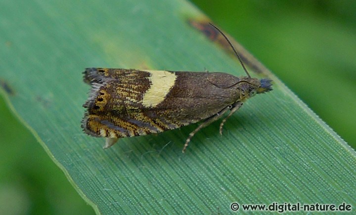 Dichrorampha petiverella