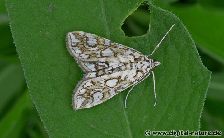 Seerosenzünsler Elophila nymphaeata