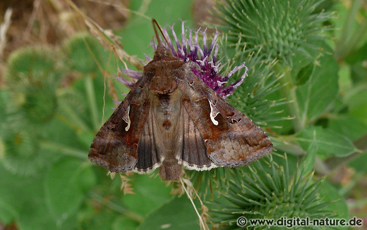 Wanderfalter Autographa gamma Lebensräume