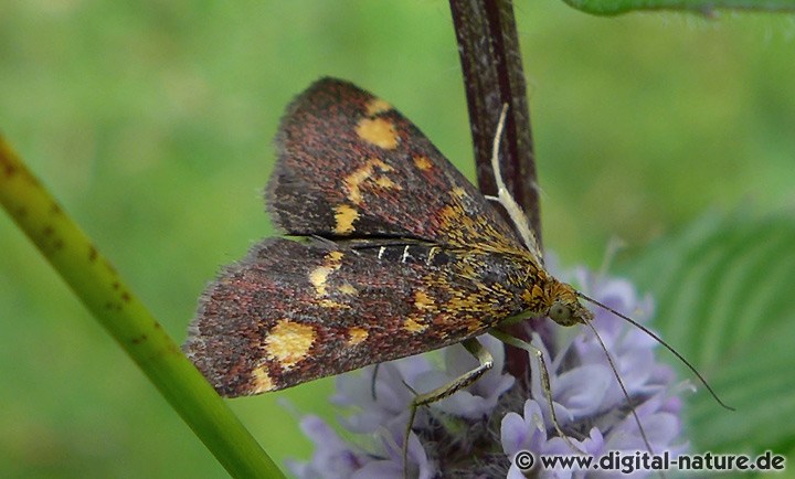 Goldzünsler Pyrausta aurata