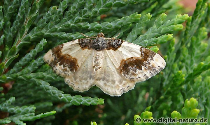 Pfaffenspanner Ligdia adustata