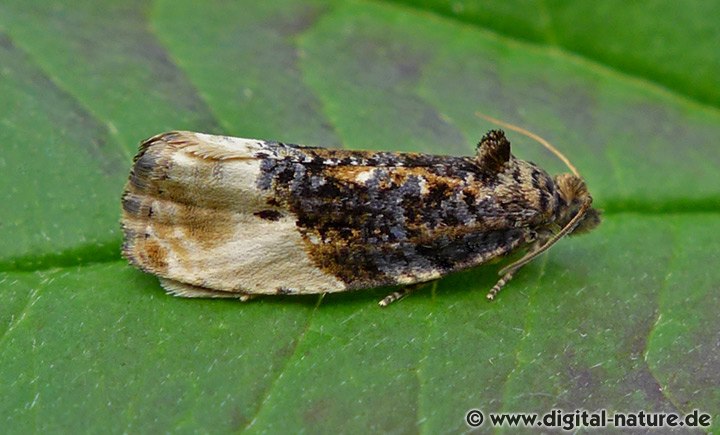 Grauer Knospenwickler Hedya nubiferana