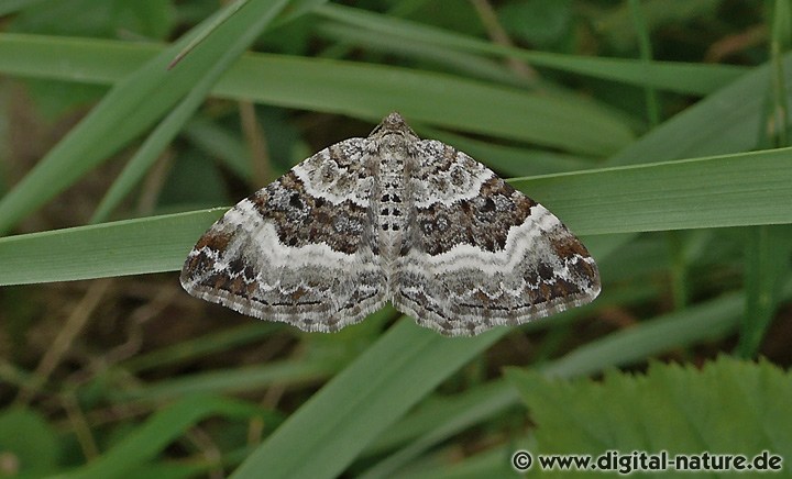 Graubinden-Labkrautspanner Epirrhoe alternata
