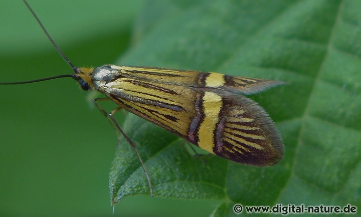 Nemophora degeerella oder scopolii