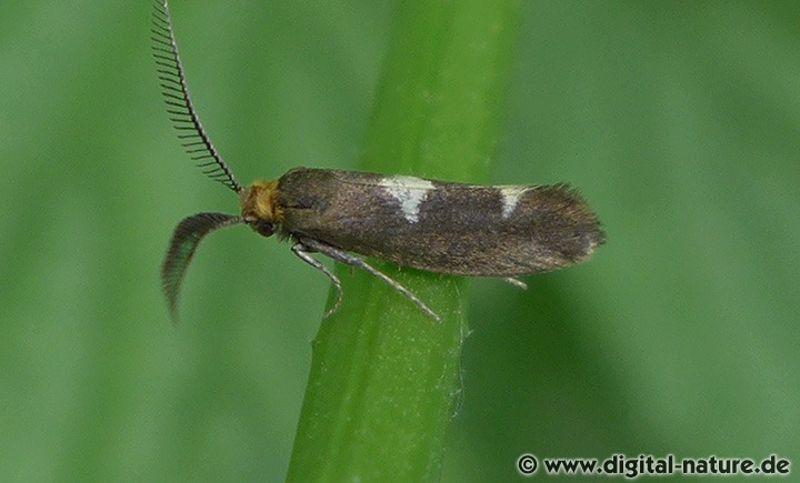 Miniersackmotte Incurvaria masculella