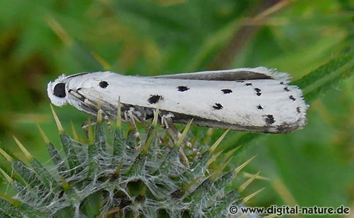 Zünsler Myelois circumvoluta