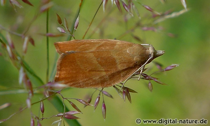 Wickler Pandemis cinnamomeana