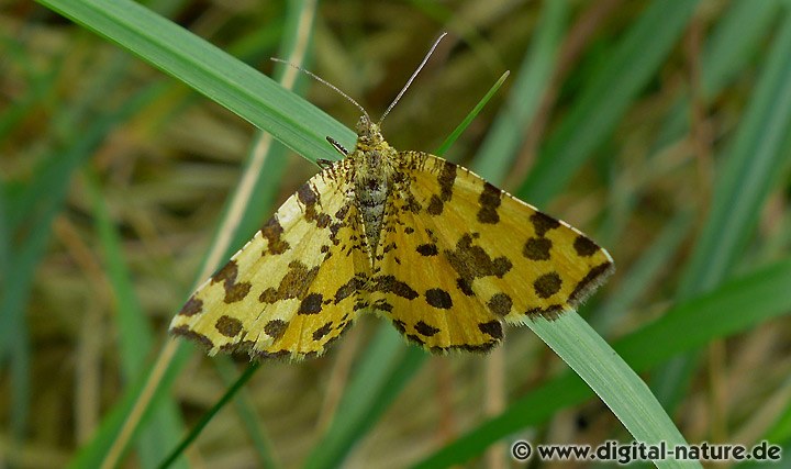 Pantherspanner Pseudopanthera macularia