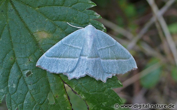 Perlglanzspanner Campaea margaritata