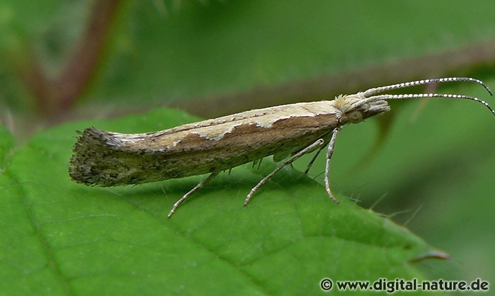 Plutella xylostella