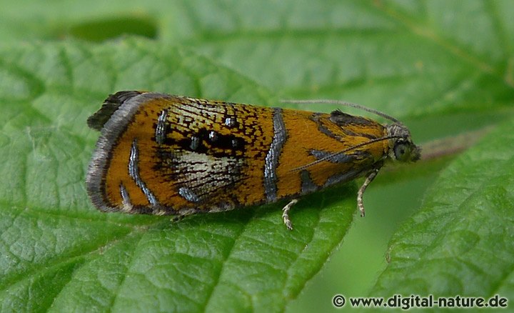 Prachtwickler Olethreutes arcuella