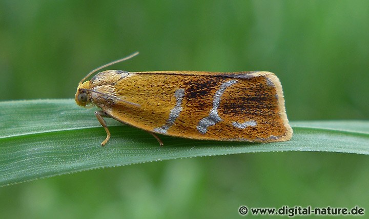 Schalenwickler Ptycholoma lecheana