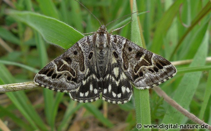 Scheck-Tageule Euclidia (Callistege) mi