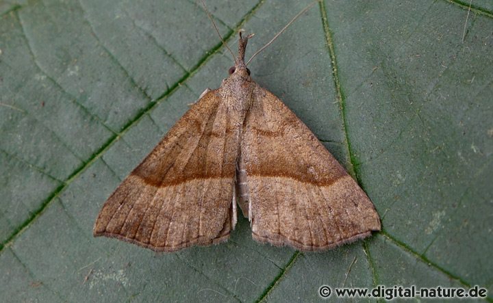 Nessel-Schnabeleule Hypena proboscidalis