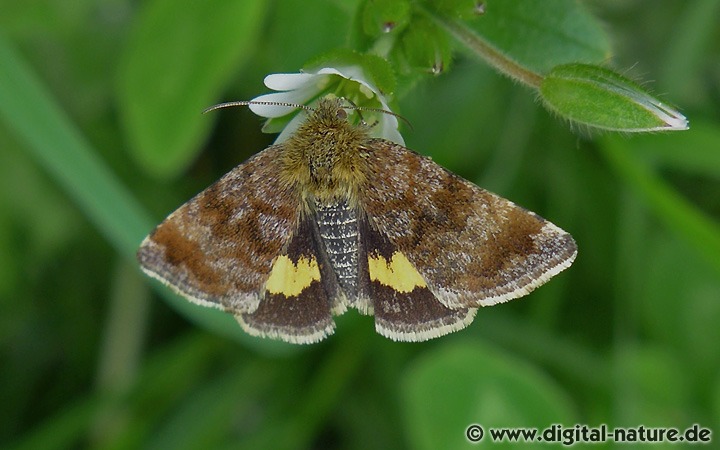 Hornkraut-Tageulchen Panemeria tenebrata