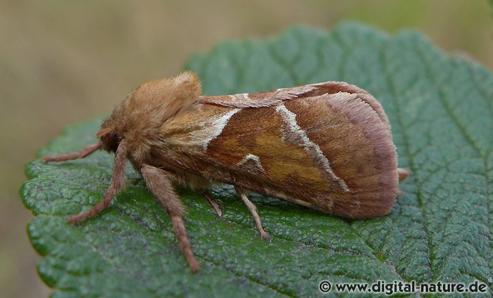 Triodia sylvina Lebensräume