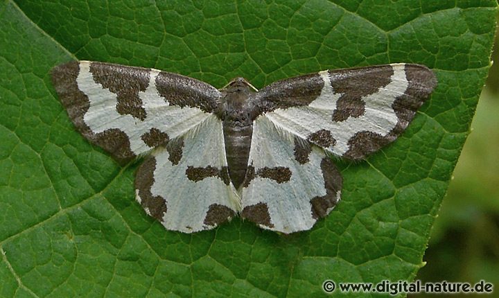 VogelschmeißSpanner Lomaspilis marginata