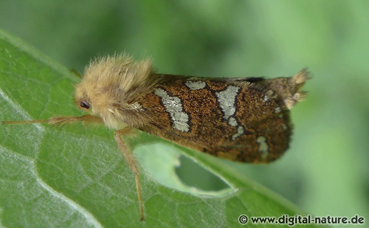 Phymatopus hecta fliegt von Mai bis Juli auf Lichtungen