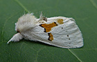 Leucodonta bicoloria