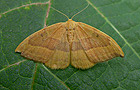 Watsonalla cultraria