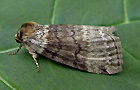 Tetheella fluctuosa