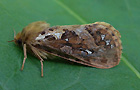 Korscheltellus fusconebulosa