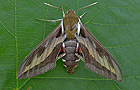Hyles gallii