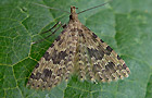 Alucita hexadactyla