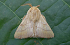 Malacosoma neustria