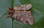 Drymonia obliterata