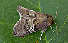 Tethea ocularis