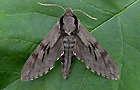 Sphinx pinastri