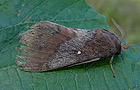 Dendrolimus pini