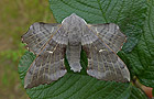 Laothoe populi