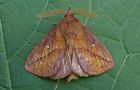 Euthrix potatoria