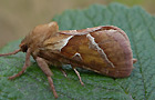 Ampfer-Wurzelbohrer