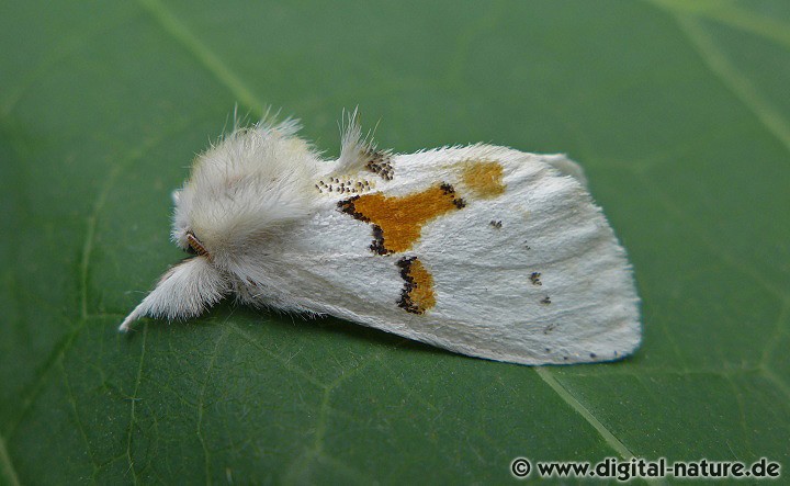 Weißer Zahnspinner Leucodonta bicoloria