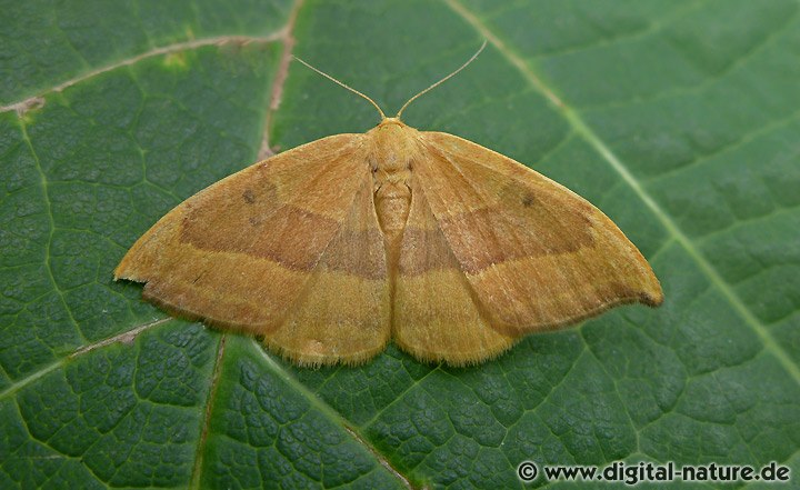 Buchen-Sichelflügler Watsonalla cultraria