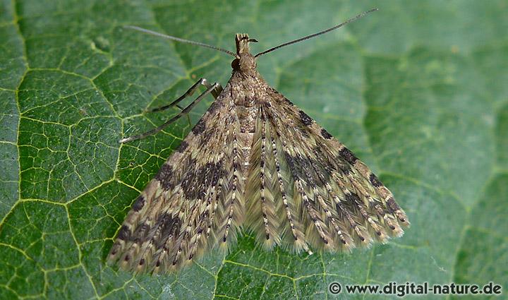 Geißblattgeistchen Alucita hexadactyla
