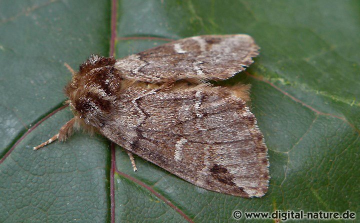 Schwarzeck-Zahnspinner Drymonia obliterata