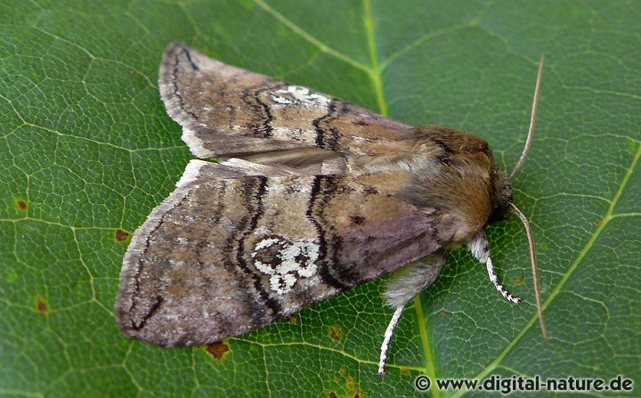 Augen-Eulenspinner Tethea ocularis